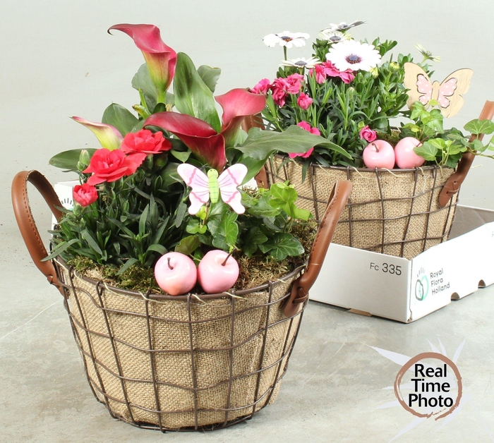 <h4>ARR TUINPLANTEN</h4>