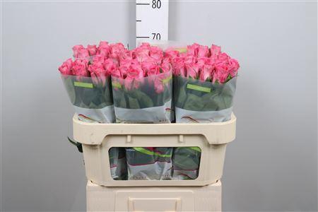 <h4>R Gr Watergame</h4>