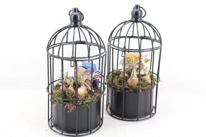 <h4>arr4 Bollenmix MB - Vogelkooi kl. 338/8</h4>