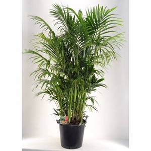 KENTIA - P44 H210 - 20PP (Howea forsteriana)