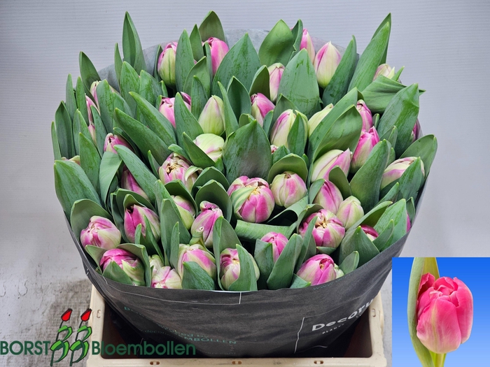 <h4>TU DU BRINDISI</h4>