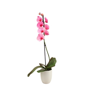 Hugo White Phal I Am Pink 1T9+