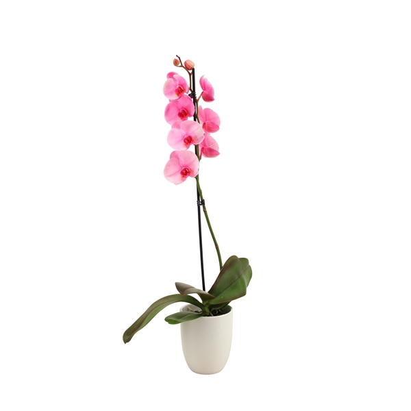 <h4>Hugo White Phal I Am Pink 1T9+</h4>