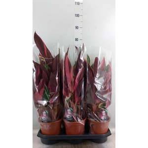 Stromanthe sanguin. 'Triostar'