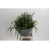 Grasses mix in bucket