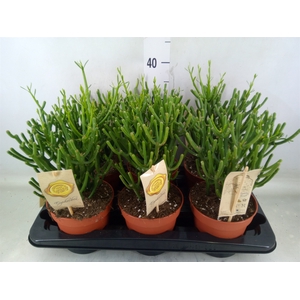 Euphorbia tirucalli