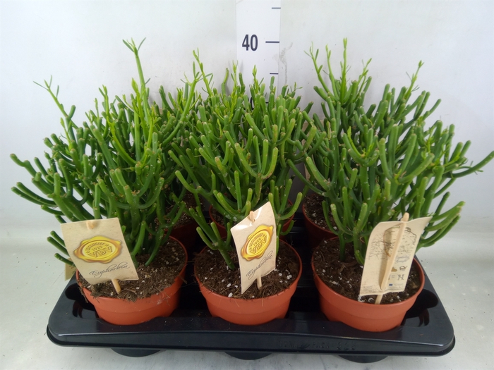 <h4>Euphorbia tirucalli</h4>