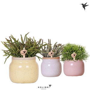 Kolibri Greens Rhipsalis mix in Vintage Bowl pot mix