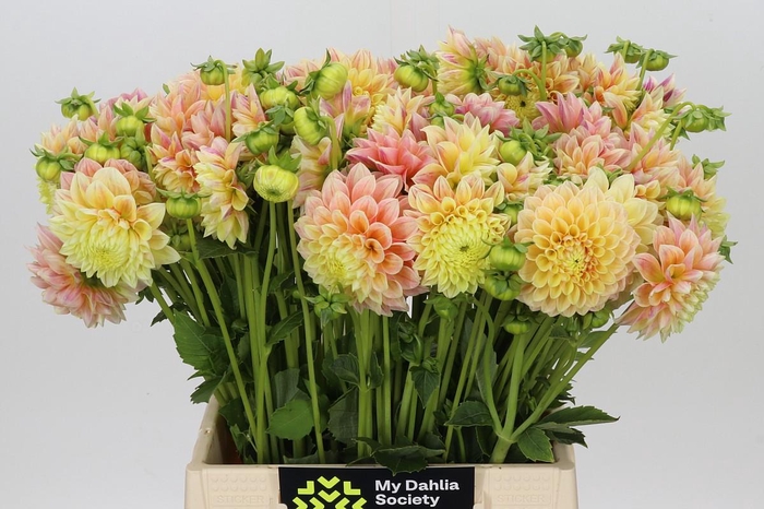 <h4>Dahlia Sweet Suzanne</h4>