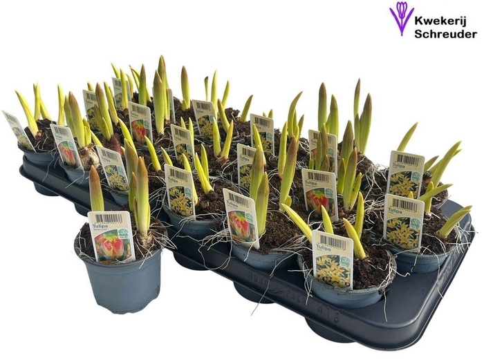 <h4>TUL GEM 2 KLEUREN</h4>