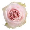 R Gr Pink Mondial Bicolor 50cm EC
