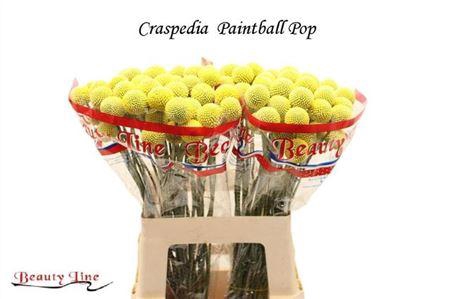 <h4>Craspedia Paintball Pop 55cm</h4>