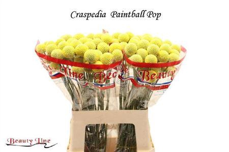 <h4>CRAS PAINTBALL POP</h4>