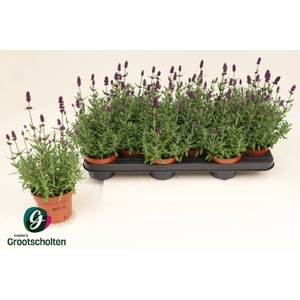 LAVANDULA HIDCOTE P10.5