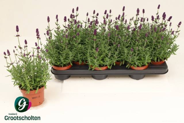 <h4>LAVANDULA HIDCOTE P10.5</h4>