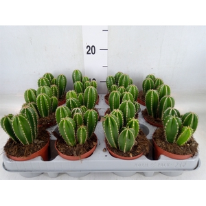 Cereus   ...