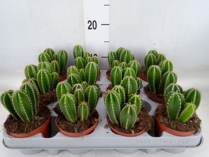 <h4>Cereus   ...</h4>