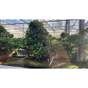 Ficus retusa, pot 61 cm. Height 100 cm.( single item)
