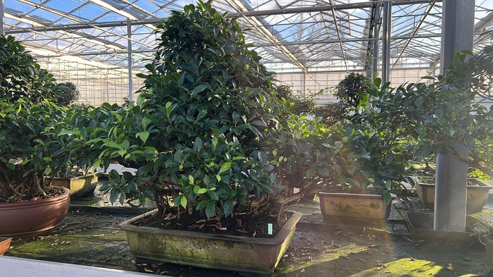 <h4>Ficus retusa, pot 61 cm. Height 100 cm.( single item)</h4>