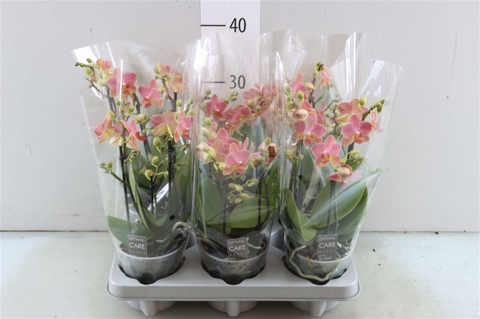 <h4>Phal Boquetto Orange 3-5 Spike</h4>