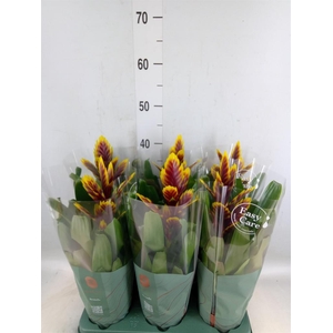 Vriesea  'Intenso Purple Flame'