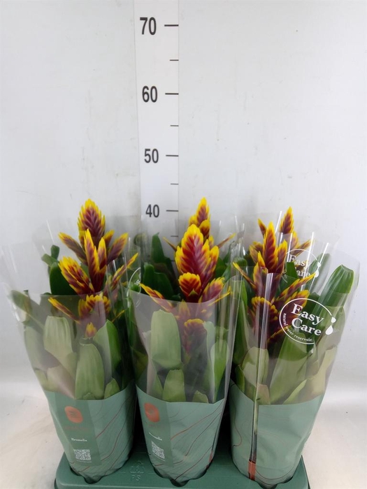 <h4>Vriesea  'Intenso Purple Flame'</h4>