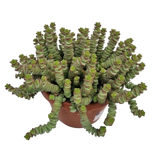 Crassula marnieriana