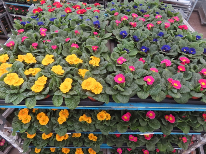 <h4>PRIM AC MIXK</h4>