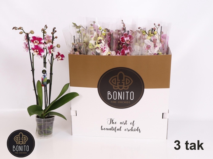 <h4>PHAL GEM 5 KL</h4>