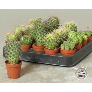 CACTUS OV