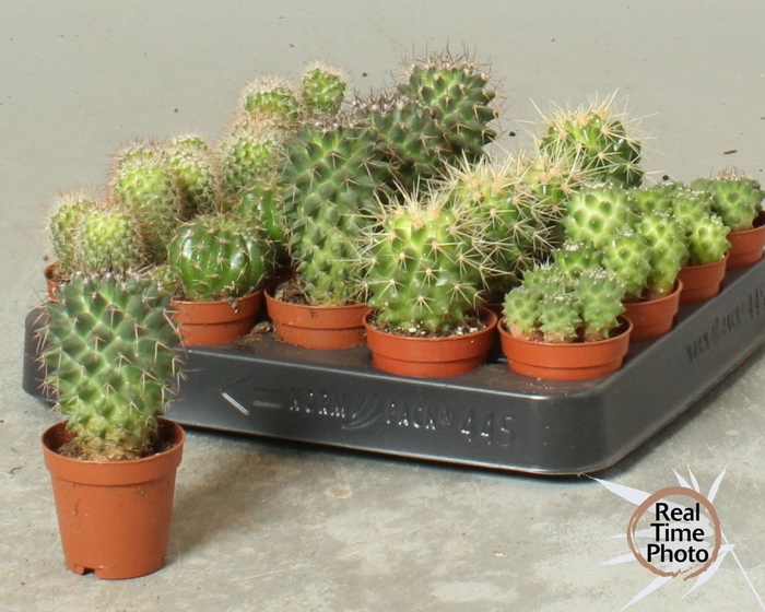 <h4>CACTUS OV</h4>