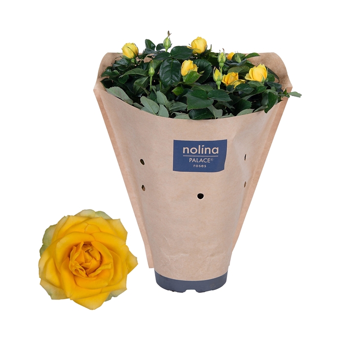 <h4>Nolina Roses Ø 17 cm Yellow Paper sleeve</h4>
