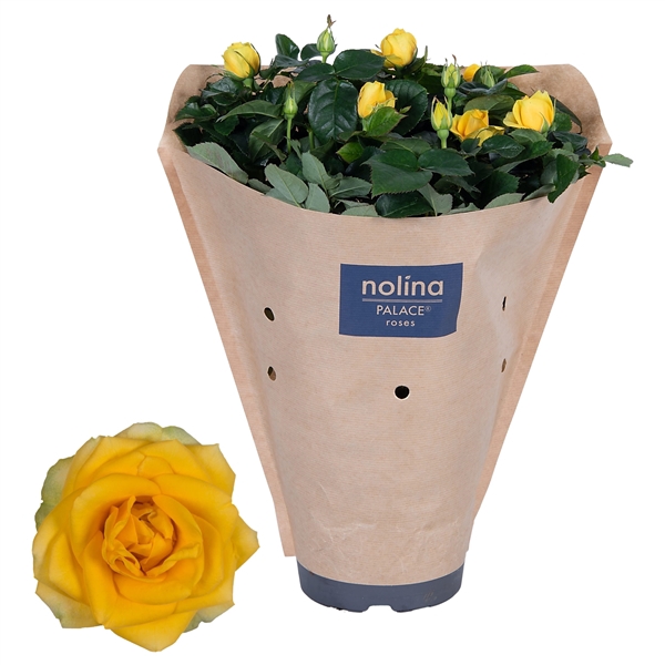 <h4>Rosa Palace Yellow Paper Sleeve</h4>