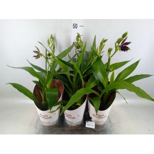 Zygopetalum  'Louisendorf'