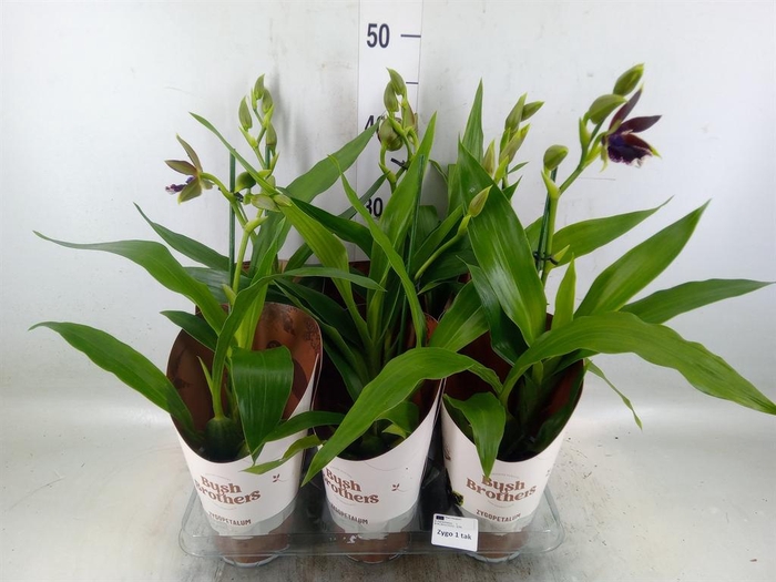 <h4>Zygopetalum  'Louisendorf'</h4>
