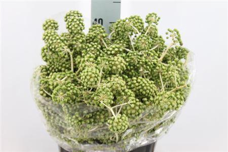 <h4>Aralia Bes Groen</h4>