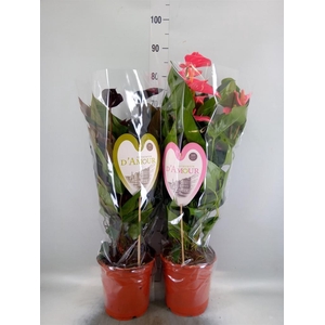 Anthurium andr.   ...