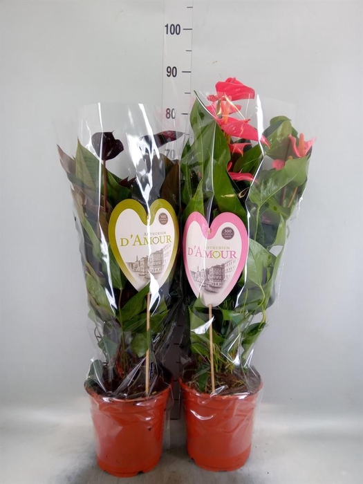 <h4>Anthurium andr. ...</h4>