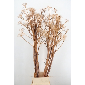 DF Ferule Flower