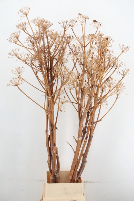<h4>DF Ferule Flower</h4>