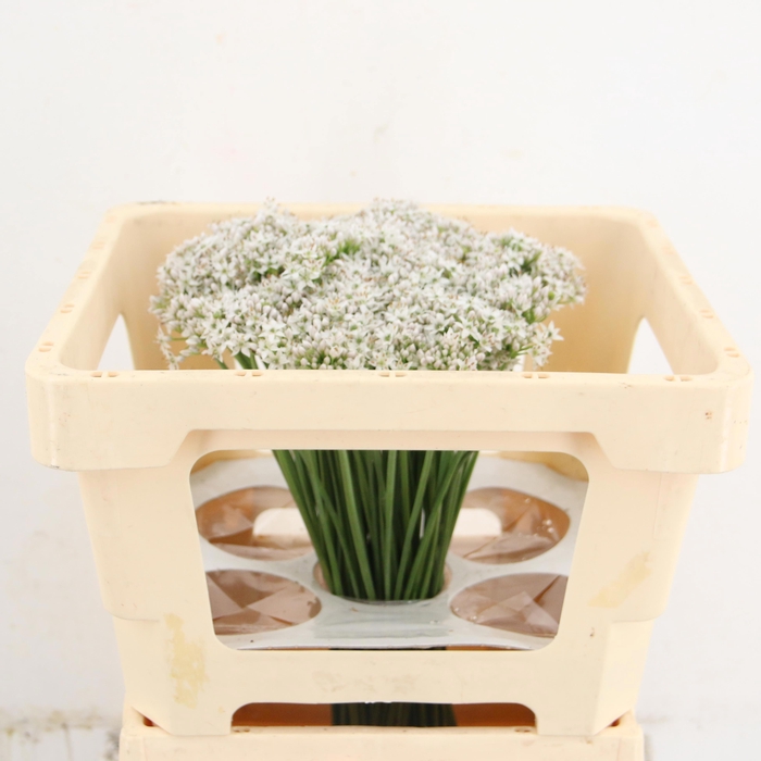 <h4>ALLIUM TUBEROSUM</h4>