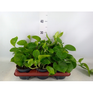 Epipremnum pinn. 'Global Green'