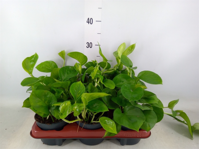<h4>Epipremnum pinn. 'Global Green'</h4>