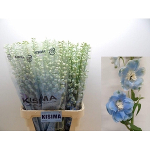 DELPH DU C BL SHADES