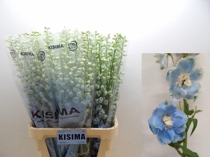 <h4>DELPH DU C BL SHADES</h4>