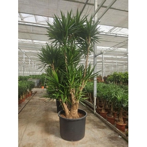 Yucca elephantipes 3 armen