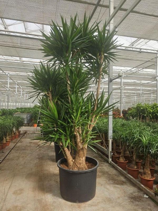 <h4>Yucca elephantipes 3 armen</h4>
