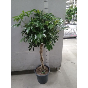 Schefflera arbor. 'Compacta'