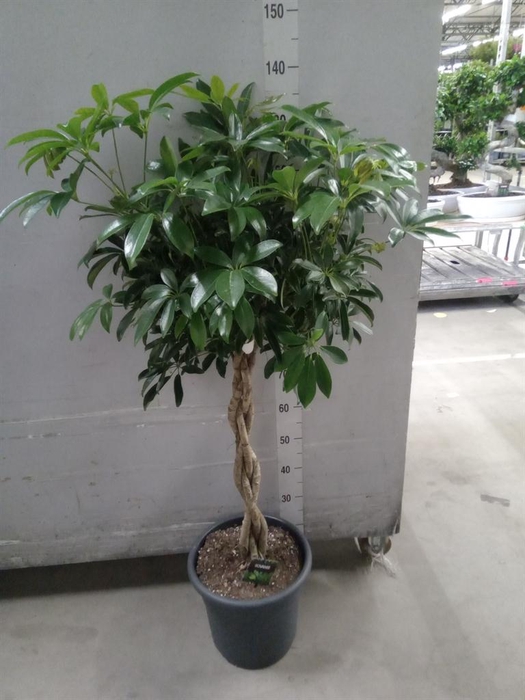 <h4>Schefflera arbor. 'Compacta'</h4>