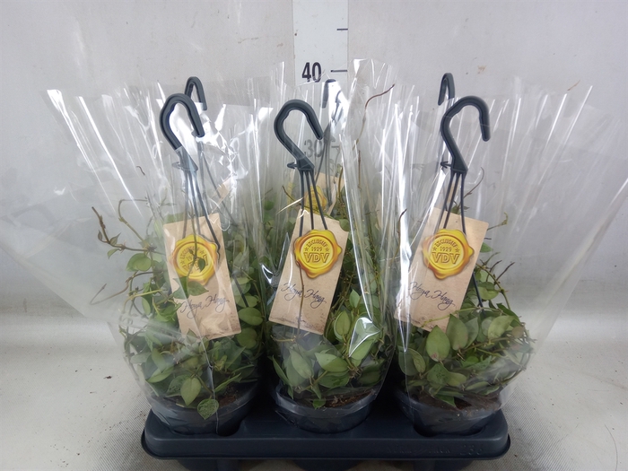 <h4>Hoya krohniana 'Eskimo'</h4>
